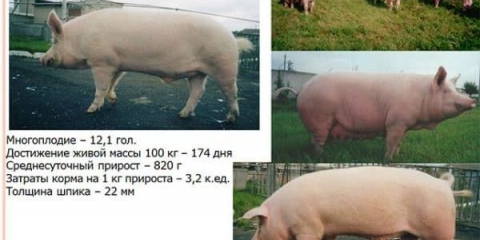 Težina svinja: prinos svinjskog mesa od žive vage, tabela prosječne težine po veličini